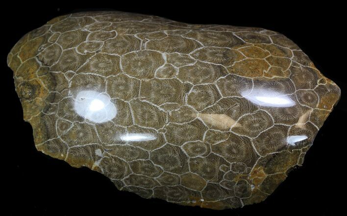 Polished Fossil Coral (Actinocyathus) - Morocco #35336